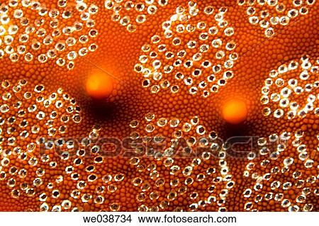Macro view of Panamic Cushion Sea Star (Pentaceraster cummingi). Galapagos Islands National Park, Ecuador View Large Photo Image Picture - Macro view of Panamic Cushion Sea Star (Pentaceraster cummingi). Galapagos Islands National Park, Ecuador. Fotosearch