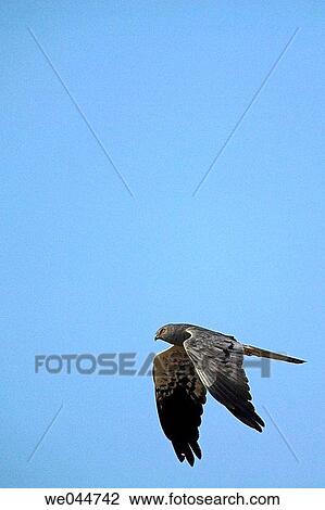 Male Montagu's Harrier (Circus pygargus) View Large Photo Image Stock Image - Male Montagu's Harrier (Circus pygargus). Fotosearch