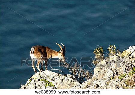 Male Spanish Ibex (Capra pyrenaica) View Large Photo Image Stock Photo - Male Spanish Ibex (Capra pyrenaica). Fotosearch