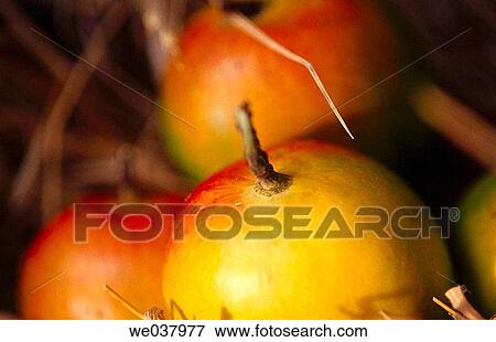 Mango View Large Photo Image Stock Photo - Mango. Fotosearch