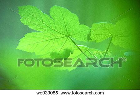 Maple leaf in spring (Acer pseudoplatanus). Bavaria. Germany View Large Photo Image Stock Photography - Maple leaf in spring (Acer pseudoplatanus). Bavaria. Germany. Fotosearch