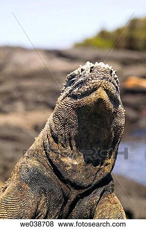 Marine Iguana (Amblyrhynchus cristatus). Punta Espinosa, Fernandina Island, Galapagos Islands National Park. Ecuador View Large Photo Image Stock Photo - Marine Iguana (Amblyrhynchus cristatus). Punta Espinosa, Fernandina Island, Galapagos Islands National Park. Ecuador. Fotosearch