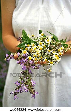 Medicinal plants: Camomile (Matricaria chamomilla), Sage (Salvia officinalis), Thyme (Thymus vulgaris) and Mint (Mentha sp. ) View Large Photo Image Picture - Medicinal plants: Camomile (Matricaria chamomilla), Sage (Salvia officinalis), Thyme (Thymus vulgaris) and Mint (Mentha sp. ). Fotosearch