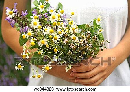 Medicinal plants: Camomile (Matricaria chamomilla), Sage (Salvia officinalis), Thyme (Thymus vulgaris) and Mint (Mentha sp. ) View Large Photo Image Stock Image - Medicinal plants: Camomile (Matricaria chamomilla), Sage (Salvia officinalis), Thyme (Thymus vulgaris) and Mint (Mentha sp. ). Fotosearch