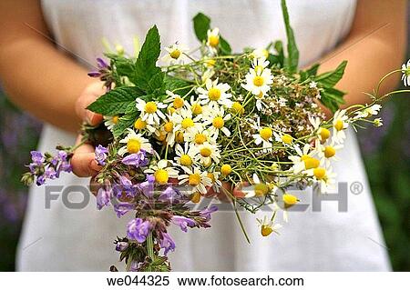 Medicinal plants: Camomile (Matricaria chamomilla), Sage (Salvia officinalis), Thyme (Thymus vulgaris) and Mint (Mentha sp. ) View Large Photo Image Stock Photography - Medicinal plants: Camomile (Matricaria chamomilla), Sage (Salvia officinalis), Thyme (Thymus vulgaris) and Mint (Mentha sp. ). Fotosearch