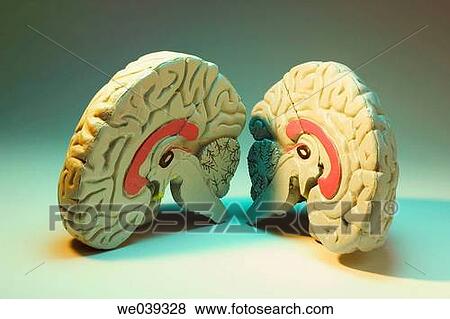 Model of human brain View Large Photo Image Stock Photo - Model of human brain. Fotosearch