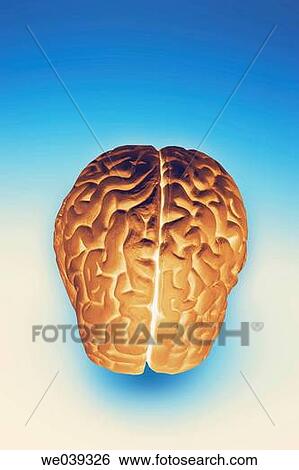 Model of human brain View Large Photo Image Stock Photograph - Model of human brain. Fotosearch