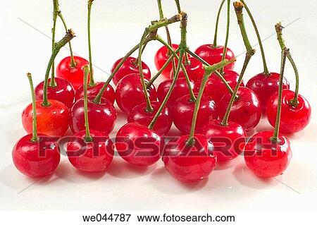Morello cherries View Large Photo Image Stock Photo - Morello cherries. Fotosearch