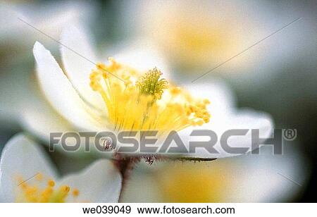 Mountain Avens (Dryas octopetala). Dolomites. Italy View Large Photo Image Stock Photo - Mountain Avens (Dryas octopetala). Dolomites. Italy. Fotosearch