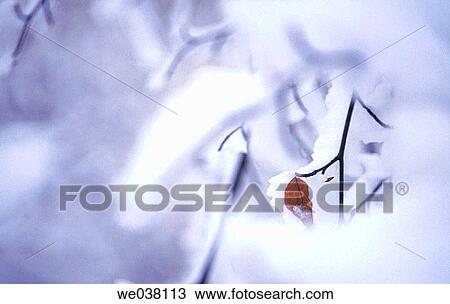 Stock Image - Mountain Hoher Bogen. Oberpfalz / Upper Palatinate. Bavaria. Germany.. Fotosearch