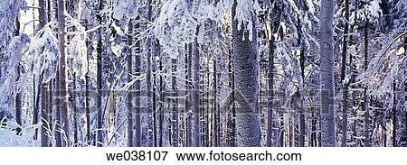 Mountain Hoher Bogen. Oberpfalz / Upper Palatinate. Bavaria. Germany. View Large Photo Image Stock Photo - Mountain Hoher Bogen. Oberpfalz / Upper Palatinate. Bavaria. Germany.. Fotosearch