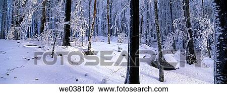 Mountain Hoher Bogen. Oberpfalz / Upper Palatinate. Bavaria. Germany. View Large Photo Image Stock Photo - Mountain Hoher Bogen. Oberpfalz / Upper Palatinate. Bavaria. Germany.. Fotosearch