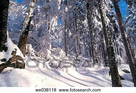Mountain Hoher Bogen. Oberpfalz / Upper Palatinate. Bavaria. Germany. View Large Photo Image Stock Photo - Mountain Hoher Bogen. Oberpfalz / Upper Palatinate. Bavaria. Germany.. Fotosearch