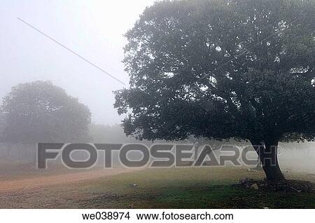 Oak woods (Quercus ilex) in fog. Sierra del Monsec. Vilanova de Meiß. Lleida province. Catalu±a. Spain. View Large Photo Image Picture - Oak woods (Quercus ilex) in fog. Sierra del Monsec. Vilanova de Meiß. Lleida province. Catalu±a. Spain.. Fotosearch
