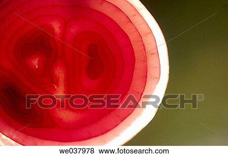 Onion View Large Photo Image Stock Photo - Onion. Fotosearch
