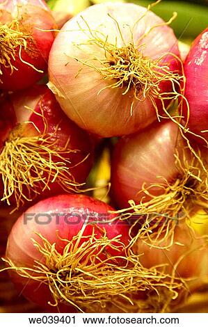 Onions View Large Photo Image Stock Image - Onions. Fotosearch