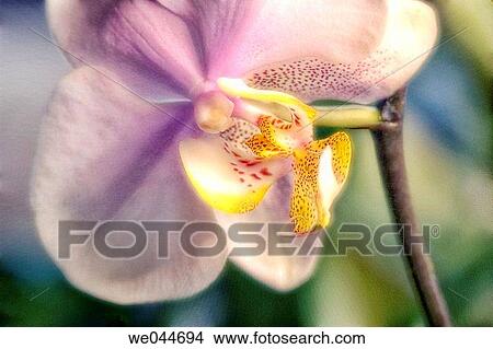 Orchid (Phalaenopsis amabilis) in bloom. Maryland, USA, February 2005 View Large Photo Image Picture - Orchid (Phalaenopsis amabilis) in bloom. Maryland, USA, February 2005. Fotosearch