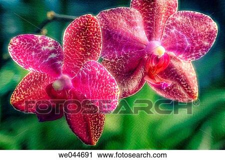 Orchid (Phalaenopsis hybr. ). Maryland, USA, February 2005 View Large Photo Image Stock Image - Orchid (Phalaenopsis hybr. ). Maryland, USA, February 2005. Fotosearch