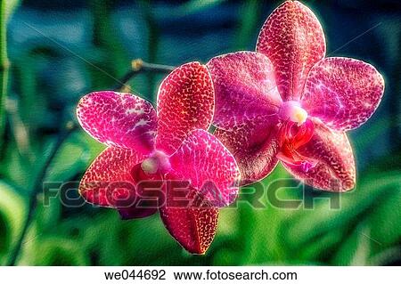 Stock Image - Orchid (Phalaenopsis hybr. ). Maryland, USA, February 2005. Fotosearch