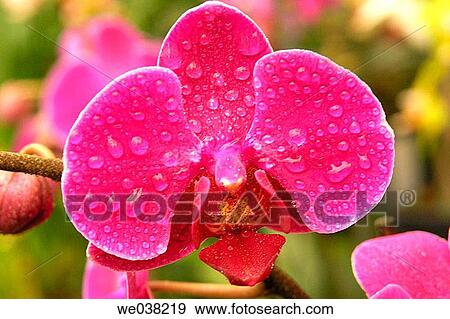 Orchid (Phalaenopsis hybr. ) View Large Photo Image Stock Photo - Orchid (Phalaenopsis hybr. ). Fotosearch