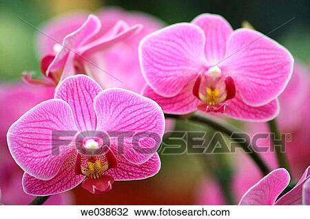 Stock Image - Orchid. The Netherlands. Fotosearch