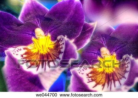 Orchids (Miltoniopsis sp. ) in bloom. Maryland, USA, May 2005 View Large Photo Image Stock Image - Orchids (Miltoniopsis sp. ) in bloom. Maryland, USA, May 2005. Fotosearch