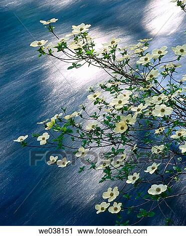 Pacific Dogwood (Cornus nuttallii) blooming over the McKenzie River. Oregon, USA View Large Photo Image Stock Image - Pacific Dogwood (Cornus nuttallii) blooming over the McKenzie River. Oregon, USA. Fotosearch