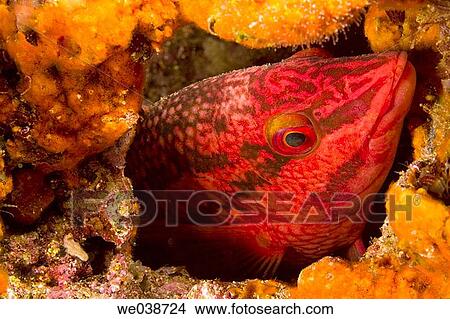 Picture - Pacific Mutton Hamlet (Alphestes immaculatus). Galapagos Islands National Park, Ecuador. Fotosearch