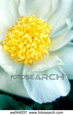 Paeonia lactiflora. May. Maryland, USA View Large Photo Image Stock Photo - Paeonia lactiflora. May. Maryland, USA. Fotosearch