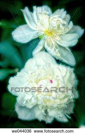 Stock Photograph - Paeonia lactiflora. May. Maryland, USA. Fotosearch
