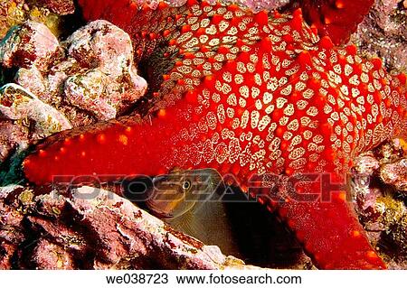 Panamic Cushion Sea Stars (Pentaceraster cummingi) and Large Banded Blenny (Ophiblennius steindachneri). Galapagos Islands National Park, Ecuador View Large Photo Image Stock Image - Panamic Cushion Sea Stars (Pentaceraster cummingi) and Large Banded Blenny (Ophiblennius steindachneri). Galapagos Islands National Park, Ecuador. Fotosearch
