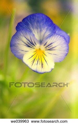 Pansy (Viola x wittrockiana). Maryland, USA, June 2006 View Large Photo Image Stock Image - Pansy (Viola x wittrockiana). Maryland, USA, June 2006. Fotosearch