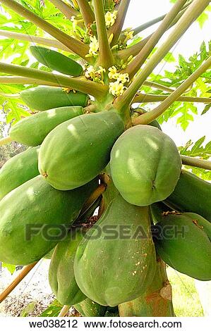 Papaya tree (Carica papaya). View Large Photo Image Stock Image - Papaya tree (Carica papaya).. Fotosearch
