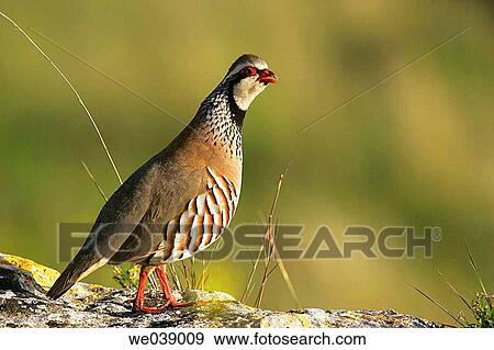 Partridge View Large Photo Image Stock Photo - Partridge. Fotosearch