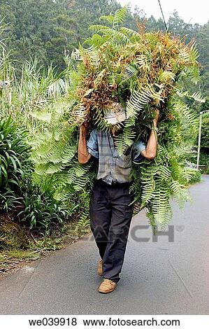 Peasant carrying ferns - forage for the cattle Area of Faial - Madeira Isaland - Portugal View Large Photo Image Stock Photo - Peasant carrying ferns - forage for the cattle Area of Faial - Madeira Isaland - Portugal. Fotosearch