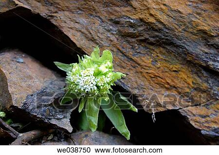 Petasites albus. Teuchl, M÷lltal, mountains Hohe Tauern, Carinthia (K? rnten), Austria, Alps View Large Photo Image Stock Image - Petasites albus. Teuchl, M÷lltal, mountains Hohe Tauern, Carinthia (K? rnten), Austria, Alps. Fotosearch
