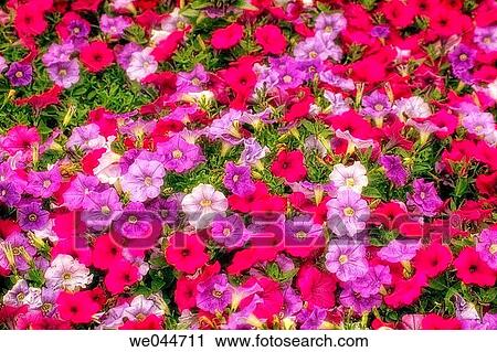 Petunia (Petunia grandiflora). Maryland, USA, September 2004 View Large Photo Image Stock Image - Petunia (Petunia grandiflora). Maryland, USA, September 2004. Fotosearch