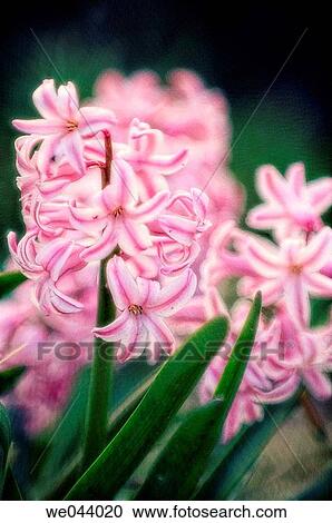 Pink Hyacinth Flowers. Hyacinthus orientalis hybrid View Large Photo Image Stock Image - Pink Hyacinth Flowers. Hyacinthus orientalis hybrid. Fotosearch