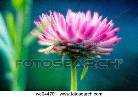 Pink Strawflower. Helichrysum bracteatum. Maryland, USA, July 2004 View Large Photo Image Stock Image - Pink Strawflower. Helichrysum bracteatum. Maryland, USA, July 2004. Fotosearch