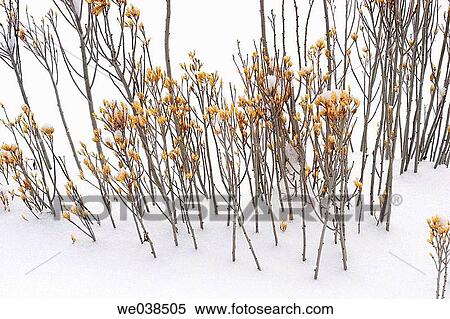 Plants in snow View Large Photo Image Stock Photography - Plants in snow. Fotosearch
