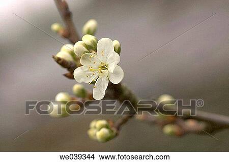 Plum blossom View Large Photo Image Picture - Plum blossom. Fotosearch