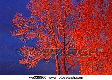 Poplar trees in winter View Large Photo Image Stock Image - Poplar trees in winter. Fotosearch