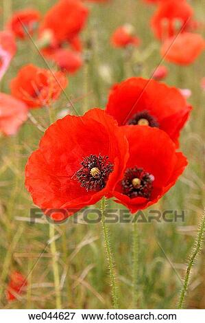Poppies View Large Photo Image Stock Photo - Poppies. Fotosearch