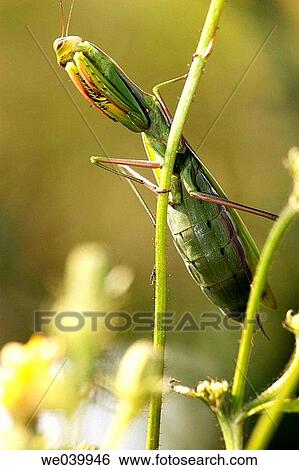 Praying Mantis (Mantis religiosa) View Large Photo Image Stock Photograph - Praying Mantis (Mantis religiosa). Fotosearch