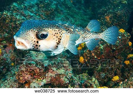 Pufferfish (Chilomycterus reticulates). Galapagos Islands National Park, Ecuador View Large Photo Image Stock Photography - Pufferfish (Chilomycterus reticulates). Galapagos Islands National Park, Ecuador. Fotosearch
