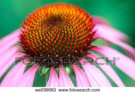 Purple conflower, Echinacea purpurea View Large Photo Image Stock Image - Purple conflower, Echinacea purpurea. Fotosearch
