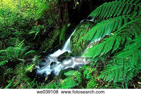 Rainforest and waterfall. Westland National Park. New Zeland. South Island. View Large Photo Image Stock Photo - Rainforest and waterfall. Westland National Park. New Zeland. South Island.. Fotosearch