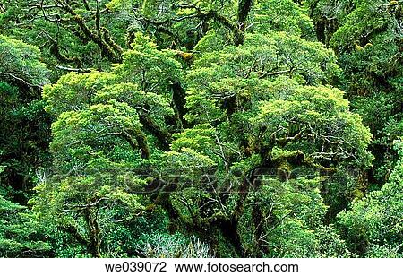 Rainforest. Fiordland National Park. South Island. New Zealand View Large Photo Image Stock Image - Rainforest. Fiordland National Park. South Island. New Zealand. Fotosearch