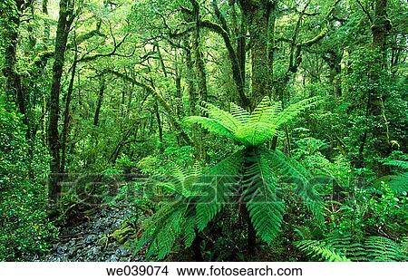 Rainforest. Mount Aspiring National Park. New Zealand. South Island. View Large Photo Image Picture - Rainforest. Mount Aspiring National Park. New Zealand. South Island.. Fotosearch
