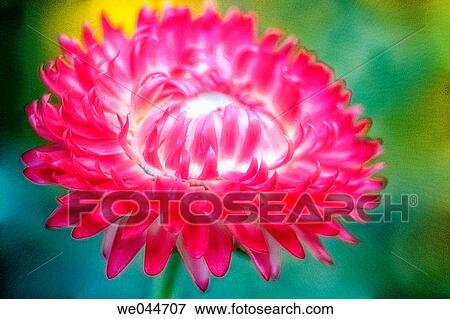 Red Strawflower. Helichrysum bracteatum. Maryland, USA, August 2004 View Large Photo Image Stock Photo - Red Strawflower. Helichrysum bracteatum. Maryland, USA, August 2004. Fotosearch